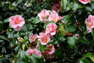 Obraz premium Red and white variegated striped Camellia japonica ÔLady VansittartÕ in flower.