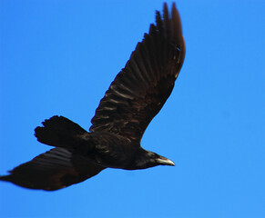 raven in flight