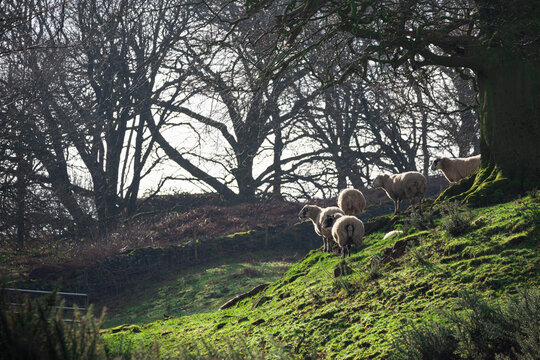 Sheep in a hilly field in the Peak District, England