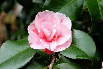 Red and white variegated striped Camellia japonica ÔLady VansittartÕ in flower.
