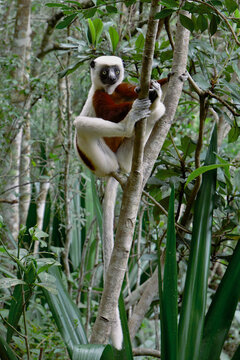 Critically endangered coquerel's sifaka lemur captured in a Peyrieras Reptile Reserve