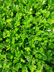 Fototapeta na wymiar Green tea plant in black sea
