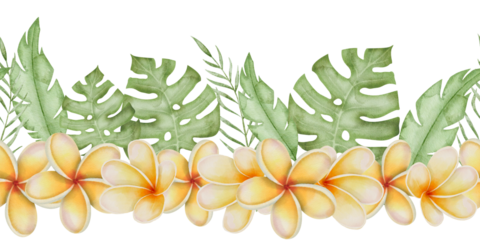 Plumeria Flower Watercolor seamless Border. Hand drawn on isolated background. Frangipani template for pattern or frame. Drawing of tropical exotic plant and leaves. For floral greeting card design.