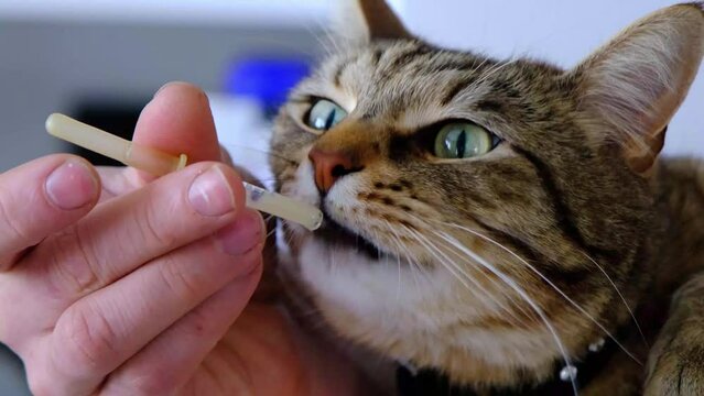 The cat drinks medicine from a pipette - pet treatment at home, veterinary medicine. Feeding a sick animal, nutrition, vitamins, milk, liquid food for digestive and gastrointestinal problems
