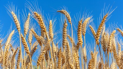 Fototapeta premium Vibrant summer plantation abstract composition of sunlit crops under clear blue sky