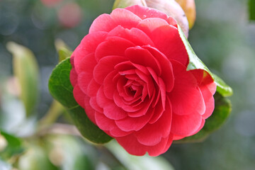 Red rosette double Camellia japonica ÔBlack TieÕ in flower.