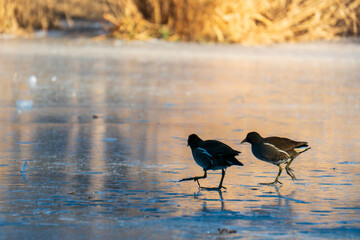 Moorhen walking on ice. bird on the lake - Powered by Adobe