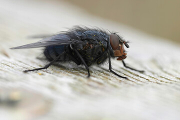 Detailed closeup on the Common Bluebottle fly, Calliphora vicina sitting on wood