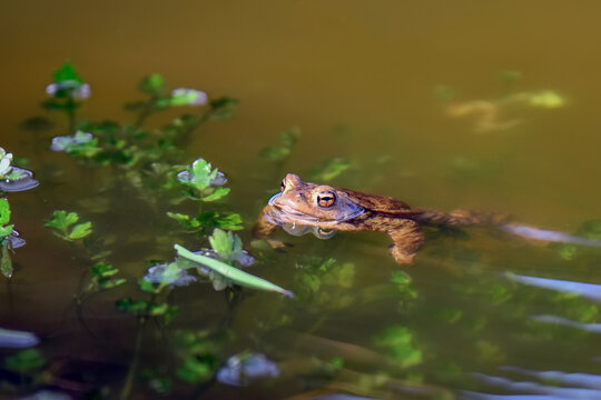 Frog looks out from the swamp water.