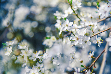 Branch of a blossoming tree in spring with beautiful white flowers, spring nature close-up.