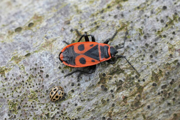 Closeup on a sap sucking bug red fire or linden bug, Pyrrhocoris apterus sitting on wood