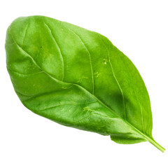 Realistic fresh green basil leaf isolated on transparent background , suitable element for scenes...