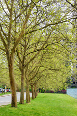 Naklejka premium Green lawn and trees coming into leaves along the road