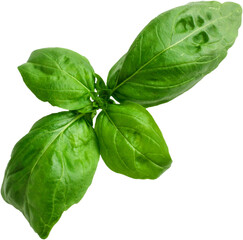 Realistic isolated basil leaves on transparent background , suitable element for scenes project.