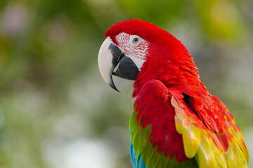 green wing macaw parrot show in the park