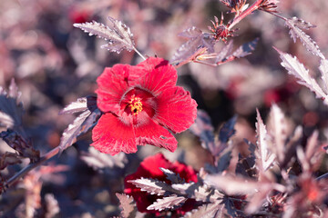 Selective focus Hibiscus Mahogany Splendor, red flowers, dark red leaves lobed like maple leaves....