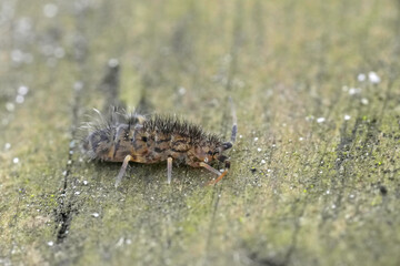 Closeup on a hairy slender springtail, Orchesella villosa sitting on a piece of wood