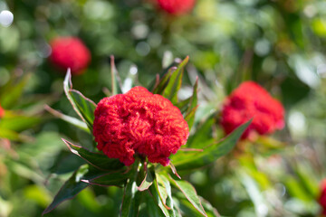Selective focus Celosia Cristata Chief Fire flowers are bright red. The skin of the cockscomb...