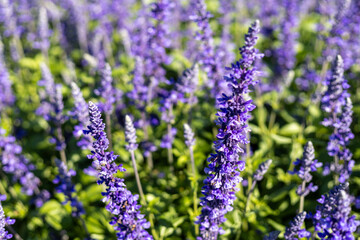 Selective focus salvia blue giantflowers in the experimental plant plot green trunk and leaves