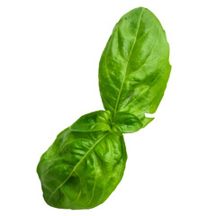 Realistic isolated basil leaves on transparent background , suitable element for scenes project. - obrazy, fototapety, plakaty