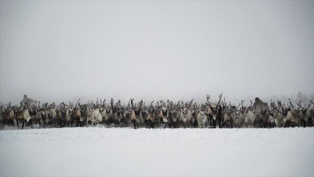 Reindeer herders chasing herd reindeer
