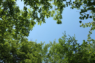 Obraz premium 見上げた木の葉の間から見える青空の背景