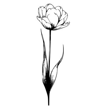 Tulips flower illustration