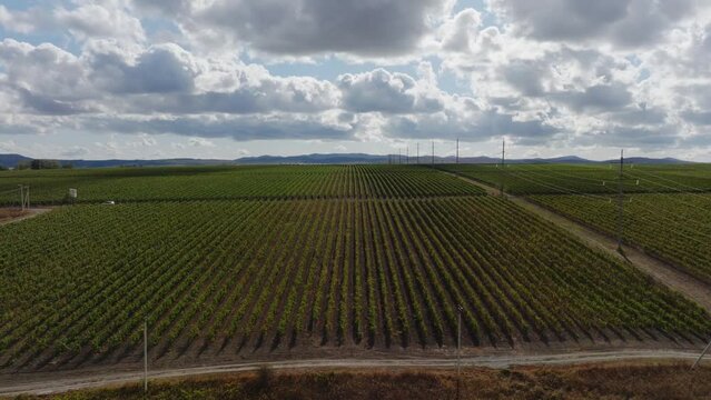 Large fields of industrial grapes for wine production extend beyond the skyline. Dro futage 