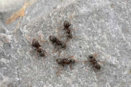 Closeup on a group of five black garden ants, Lasius niger sitting on wood