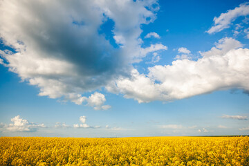 Bright yellow canola field and blue sky on a sunny day.