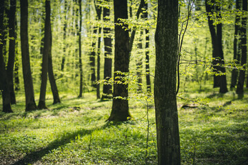 A picturesque forest with fresh greenery in the morning sunlight.