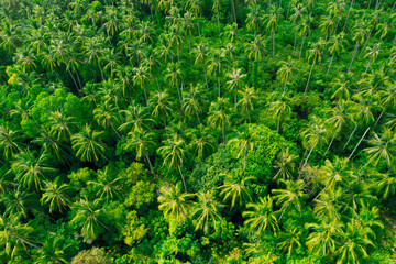 Aerial view on plantation of palm trees jungle plantation in tropical rainforest, Top view aerial shot of the palm grove.