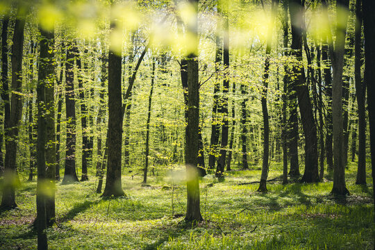 A picturesque forest with fresh greenery in the morning sunlight.