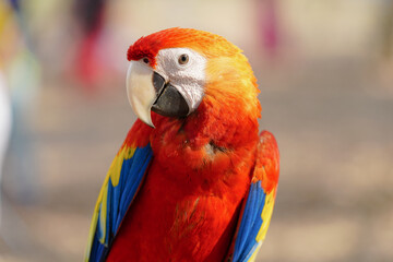Scarlet Macaw (Ara macao) parrot show in the park	