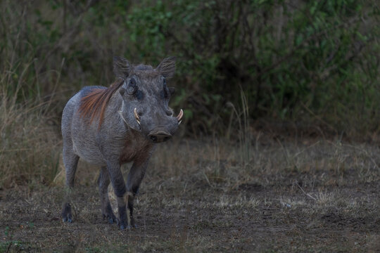 warthog in the savannah