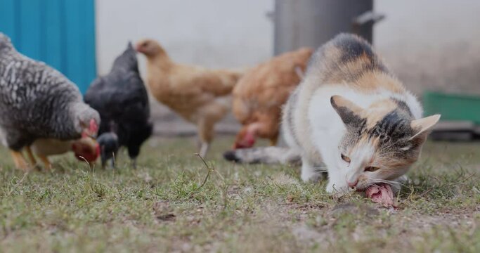Chickens try to take away the cat's food, the cat beats the bird with its paw. Funny video with pets