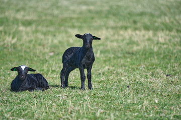 Beautiful Gotland sheep with lambs and Dorper sheep crosses with lambs in a meadow on a sunny spring day on a farm in Skaraborg Sweden