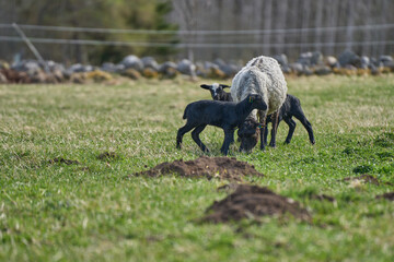 Beautiful Gotland sheep with lambs and Dorper sheep crosses with lambs in a meadow on a sunny spring day on a farm in Skaraborg Sweden