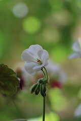 white flower in jungle