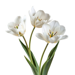 White peony tulip flowers isolated on the transparent background	
