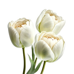 Fototapeta na wymiar White peony tulip flowers isolated on the transparent background