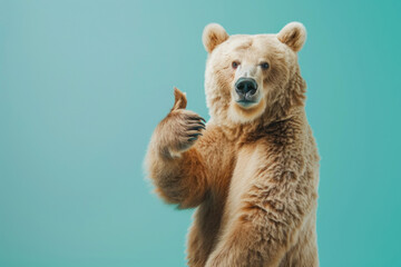 bear showing thumb up isolated on color solid background