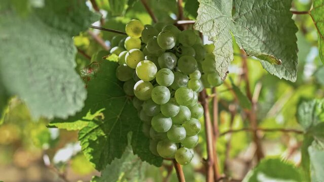 Bunch of white grapes on a lush green vine in private vineyards close-up 