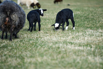Beautiful Gotland sheep with lambs and Dorper sheep crosses with lambs in a meadow on a sunny spring day on a farm in Skaraborg Sweden © LightTheurgist