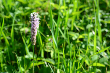 green meadow with blooming plantain plant on foreground copy space