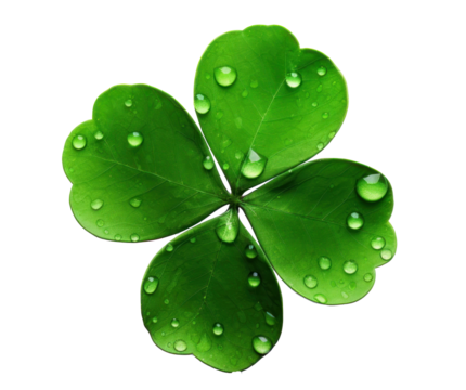 four leaf clover isolated on white background, transparent, PNG file