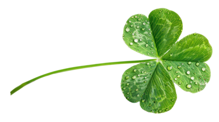 four leaf clover isolated on white background, transparent, PNG file