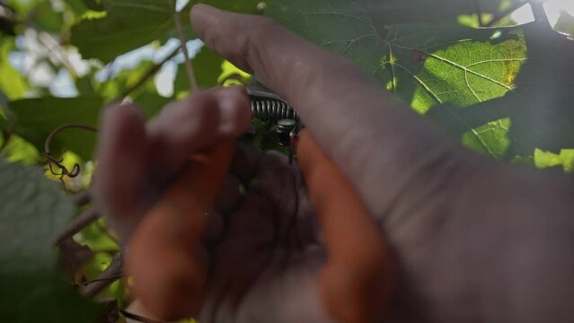 Work with secateurs or garden shears in vineyards. Close-up 