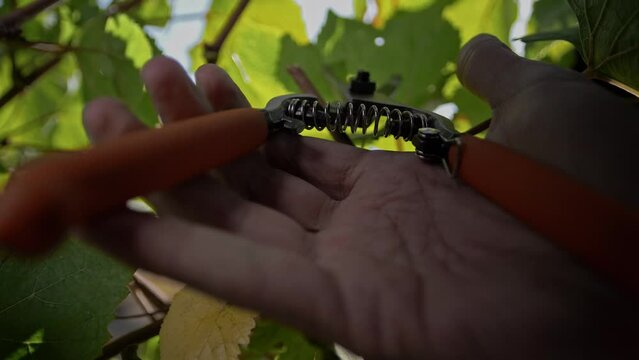 Agronomist in the vineyards clutches a pruning shear in his hands for harvesting. Close-up. Sunny 