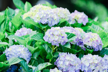 鎌倉に咲く美しい紫陽花の花